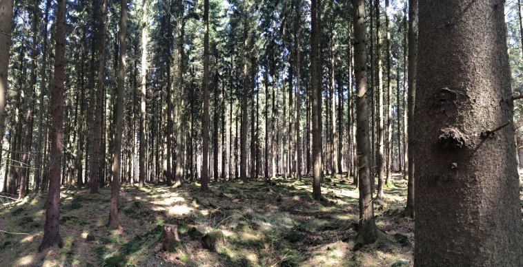 bosque Grimm